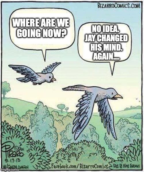 birds